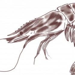 Ludovica さんのプロフィール写真