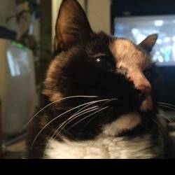 えんどう豆だけで世界平和を願う さんのプロフィール写真