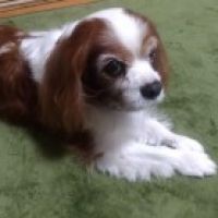 momoirokiss さんのプロフィール写真